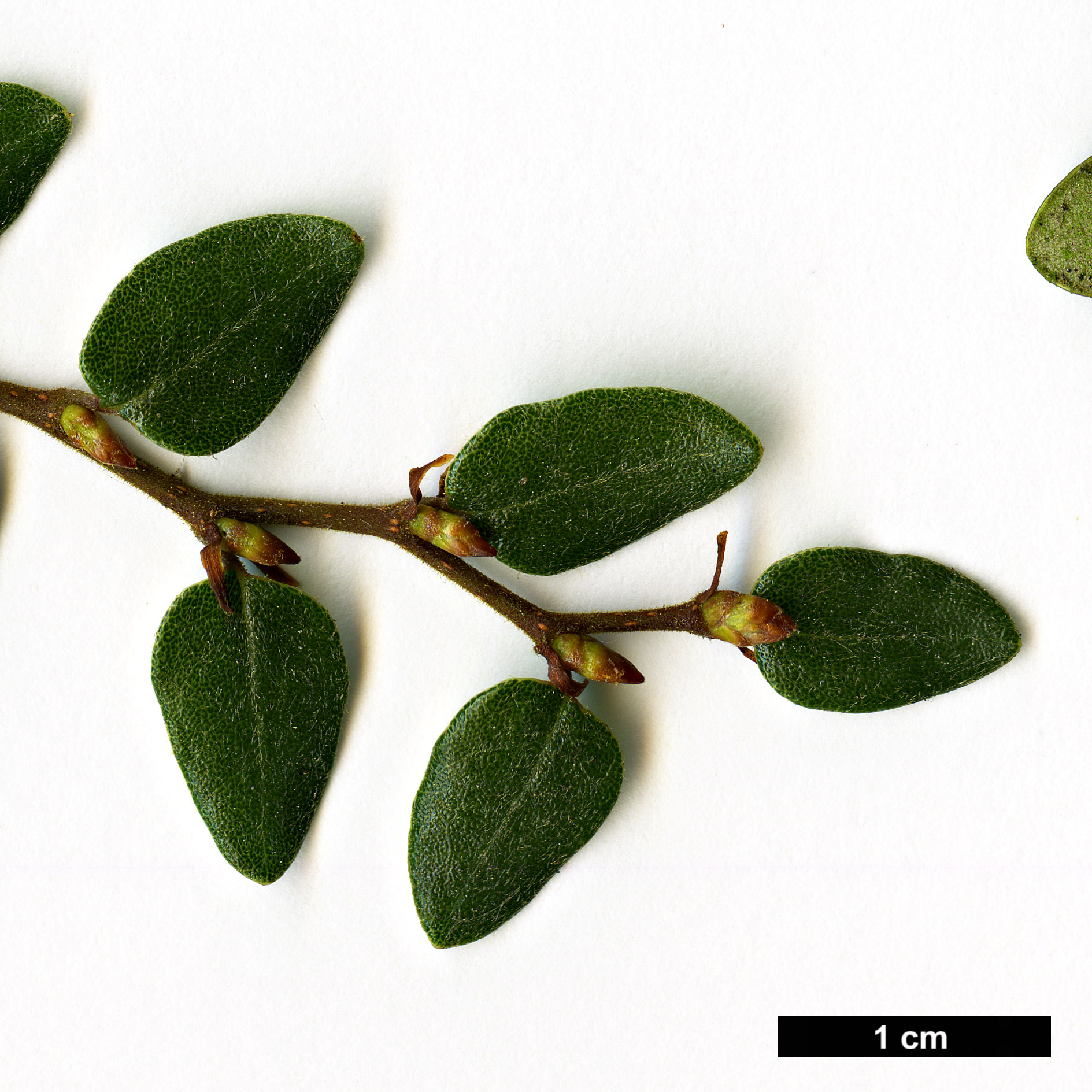 High resolution image: Family: Nothofagaceae - Genus: Nothofagus - Taxon: solanderi - SpeciesSub: var. cliffortioides